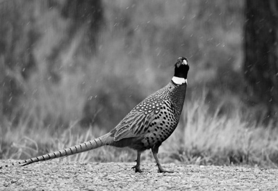 Dead Pheasants