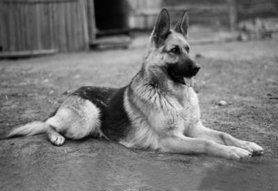 Sitting Dog