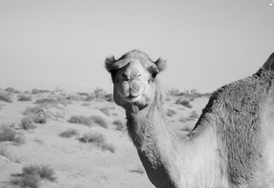 The Hump
