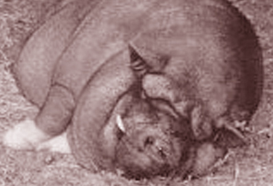 Pot Bellied Pig