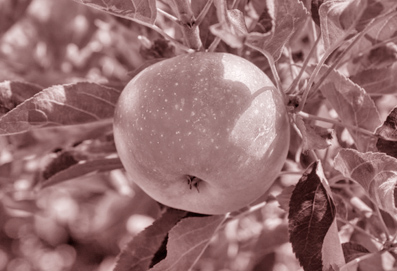 The Fruit of Life and Death