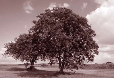 The Walnut Tree, Gardens and A Feast