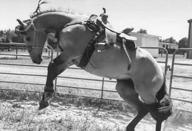 Horse and Riders