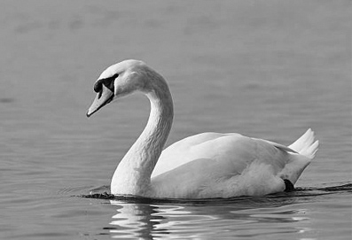 Raphaels Park Swans