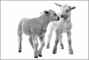 Sheep and Goats