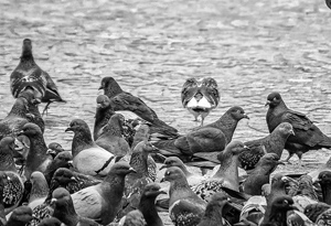 Feed The Birds