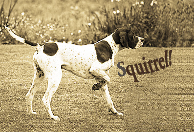 Squirrel