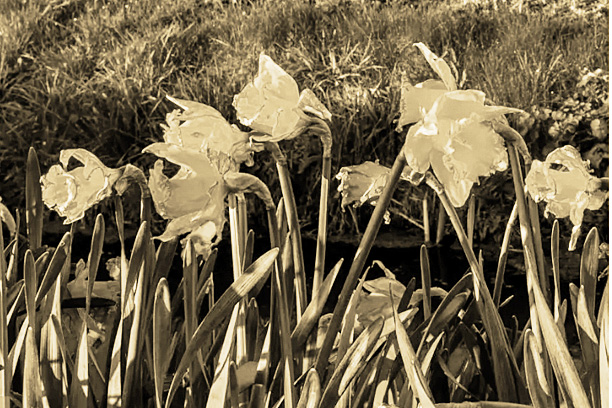 Late Bloomers